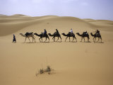Camels in Caravan Walking in Desert, Morocco