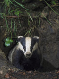 Buy Badger at AllPosters.com