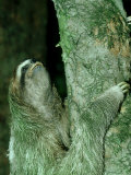 3-Toed Sloth, Bci, Panama