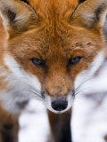 Red Fox, Portrait of Face, Lancashire, UK