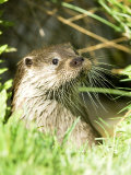 Otter Adult Emerging from Water, UK