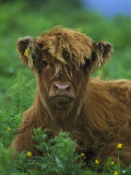 Buy Highland Cow at AllPosters.com
