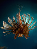 Buy Lionfish, from Behind, New Caledonia at AllPosters.com