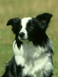 Border Collie, Nine Month-Old Dog Portrait
