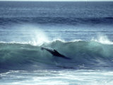 Galapagos Sea Lion, Body Surfing, Galapagos