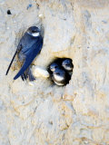 Buy Sand Martin, Adult at Nest Site with Juveniles at Entrance Hole, Norfolk, UK at AllPosters.com