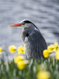 Grey Heron in Daffodils, London, UK