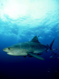 Tiger Shark, Aliwal Shoal, South Africa