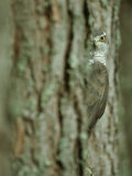 Goshawk, Peering from Between Trees