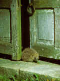 Buy Hedgehog, Coming Through Gate at AllPosters.com