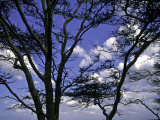 Trees in Kwazulu Natal, South Africa
