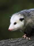 Opossum, Close-up Portrait, USA