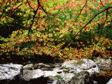 Ash Tree in Fall Colour Along West Prong of Little River, USA