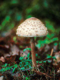 Buy Shaggy Parasol, Autumn at AllPosters.com