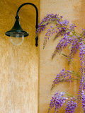 Wisteria Growing at St. Francis Vineyards and Winery, Sonoma Valley, California, USA