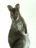 Red Necked Wallaby, Young, England, UK