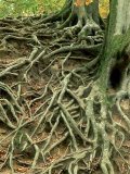 Buy Common Beech, Showing Root System Above Ground, UK at AllPosters.com