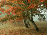 Buy Japanese Maple, November, UK at AllPosters.com