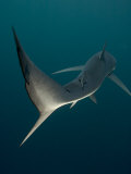 Blue Shark, Cape Point, Atlantic Ocean