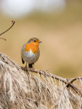 Buy Robin, Perched on Dead Pine Branch, Lancashire, UK at AllPosters.com