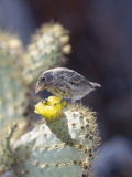Buy Cactus Finch, Feeding on Opuntia Cactus Blossoms, Santa Cruz Island, Galapagos at AllPosters.com