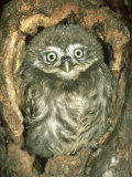 Buy Little Owl, Juvenile, England at AllPosters.com