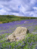 Bluebells in Open Pasture, Halwell Lawn, Devon, UK