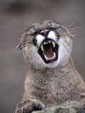 Mountain Lion, Portrait of Snarling Adult