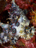 Blue Ring Octopus, Komodo, Indonesia