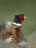 Pheasant, Phasianus Colchicus Portrait of Adult Male, Scotland