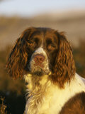 Springer Spaniel, Scotland