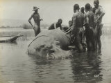 Natives During the Capture of a Hippopotamus