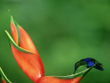 Buy Violet-Crowned Woodnymph, Costa Rica at AllPosters.com