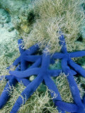 Star Fish, Cluster Crowding in Sea Weed, Tonga