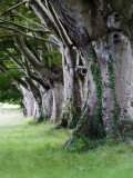 Buy Beech Trees at Badbury Rings, UK at AllPosters.com