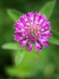 Buy Red Clover, Devon, UK at AllPosters.com