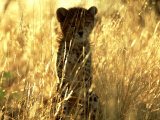 Cheetah, Cub, Namibia