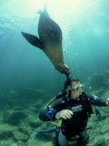 Buy Diver with Californian Sea Lion, Mexico at AllPosters.com