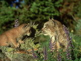 Candian Lynx, Felis Lynx Female and Kitten Montana, USA