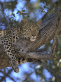 Leopard, Resting in Tree, Southern Africa