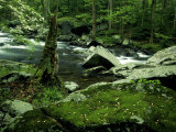 Buy Moss Covered Boulders Along Little River, TN at AllPosters.com