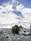 Yak in Front of Mount Everest