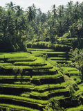 Terraced Rice Fields on Bali Island, Indonesia