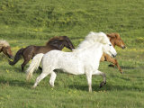 Icelandic Horses Running Across Meadow, Iceland