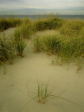 Buy Grasses on Dunes, Mi, USA at AllPosters.com