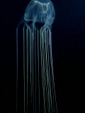 Buy Box Jellyfish or Sea Wasp, Poisonous, Australia at AllPosters.com