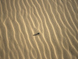Beetle in Sand, Morocco