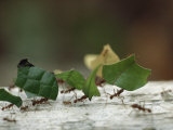 Leaf-Cutter Ants near Sao Gabriel, Amazon River Basin, Brazil