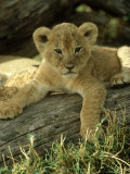 Lion, Panthera Leo 6 Week Old Cub Masai Mara, Kenya