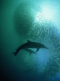 Common Dolphin, Hunting, South Africa